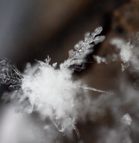 Snow Bugs by Natasha T-Z. P.