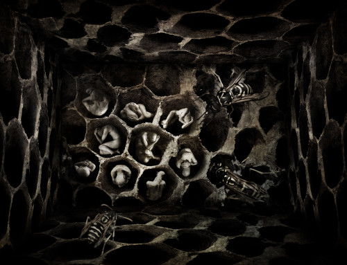 The Hive by Athina Saloniti