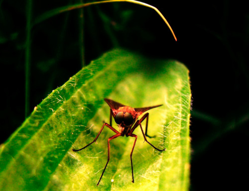 Bug Eyes by Eleanor Leonne Bennett