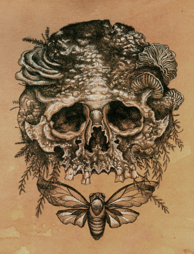 Skull and Cicada by Shaun Beaudry