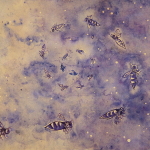 Spacebees by Polenth Blake