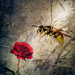 Wasp by Soare Marius