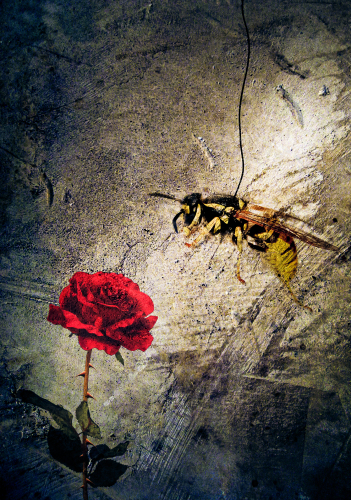 Wasp by Soare Marius